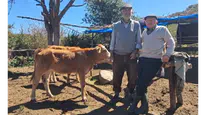 Amasya’da Hayvancılık İçin Kritik Çalışma