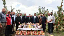 Amasya’nın Misketinde İlk Hasat!