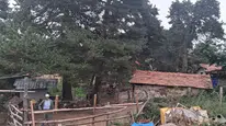 Amasya DSYB’den İl Genelinde Suni Tohumlama Çalışması