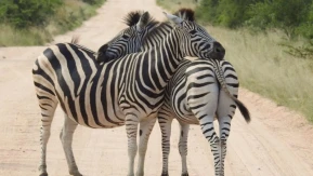 Neden kimse zebralara binmiyor? Bilim insanları şaşırtıcı nedeni açıkladı