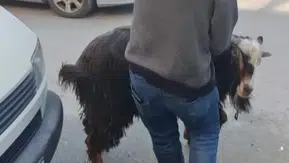 Amasya’da Firari Keçi Panik Ve Kahkaha Dolu Anlar Yaşattı