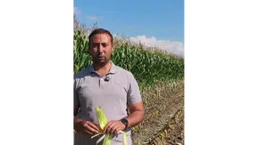 Amasya’da Mısır Silajı Mesaisi Başladı!