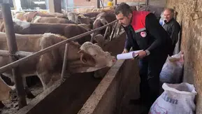 Amasya’da Hayvancılık İşletmelerinde Sıkı Sağlık Kontrolü