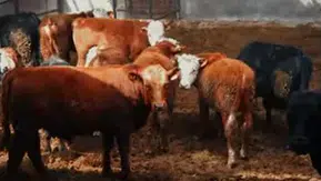 Amasya’da İthal Hayvanlara Sıkı Takip