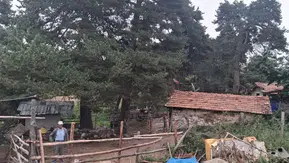 Amasya DSYB’den İl Genelinde Suni Tohumlama Çalışması