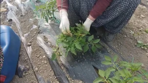 Amasya’da Seralara Yakın Takip