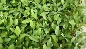 Merzifon Ziraat Odası Fide Satışlarına Başladı