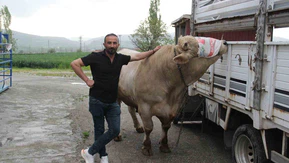 Dev Tosun İçin Rekor Fiyat İstendi