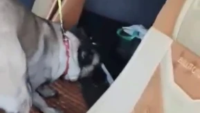 Tırda metamfetamin ele geçirildi