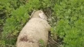 Başıboş köpekler 2 küçükbaş hayvanı telef etti