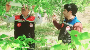 Amasya’da Ürün Kaybına Karşı Önlem