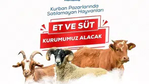 Satılamayan Kurbanlıkları Et ve Süt Kurumu Satın Alacak