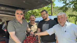 Vekil Hasan Çilez Amasya'da Kiraz Hasadına Katıldı