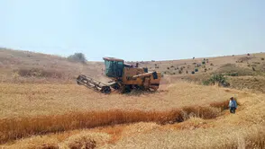 Merzifon’da Hasat Denetimi