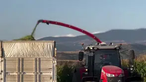 Amasya’da Mısır Hasadında Büyük Verim!