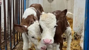 Amasya’da Suni Tohumlama Çalışmaları Devam Ediyor