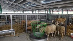 CANLI HAYVAN PAZARI KÜÇÜKBAŞ HAYVAN PADOKLARI YAPIM İŞİ