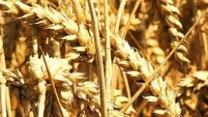 Rüyada Buğday Görmek Ne Anlama Gelir? Bolluk, Bereket ve Kazancın Habercisi mi?