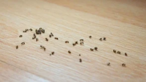 Evde Karınca Sorununa Kesin Çözüm! Bu Yöntemlerle Karıncalara Elveda Deyin