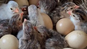 Rüyada Civciv Görmek Ne Anlama Gelir? Bereket, Yeni Başlangıçlar ve Müjdeli Haberlerin Habercisi