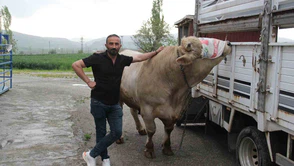 Dev Tosun İçin Rekor Fiyat İstendi