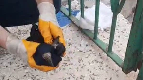 Baba-Oğul Seferber Oldu, Karga Kurtuldu