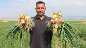 Amasya’da soğan bir bardak çaydan bile ucuz