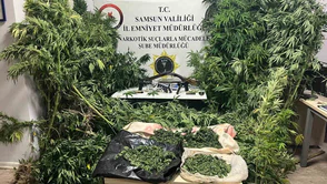 Tütünlerin Arasında 502 Kök Kenevir