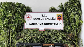 Jandarmadan Operasyon: 756 Kök Kenevir Ele Geçirildi