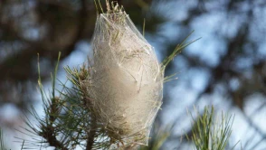 Hem ağaca hem insanlara zararı var: Ormanlarda çam kese tırtılı istilası