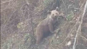 Yavru ayı yolda görüntülendi