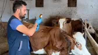 Amasya’da Şap Aşısı Uygulamaları Aralıksız Devam Ediyor