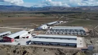 Amasya’nın Et Üretim Üssü Büyüyor!
