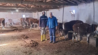 Hamamözü'nde Şap Aşısı Çalışmaları Aralıksız Sürüyor