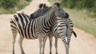 Neden kimse zebralara binmiyor? Bilim insanları şaşırtıcı nedeni açıkladı