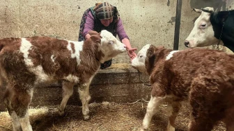 Amasya DSYB’den Suni Tohumlama ve Verim Artışı Çalışmaları