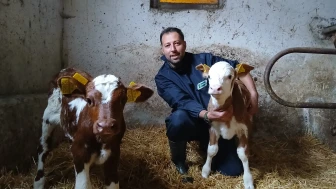 Amasya Hayvancılığında Islah Hamlesi