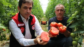 Amasya’da Domates Hasadı Başladı: 2025 Yılı Üretim Beklentisi 100 Bin Tonu Aşıyor