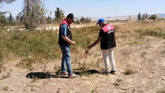 Amasya Misket Elması Gen Bahçesinde Fidan Bakımları Titizlikle Sürdürülüyor