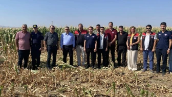 Sözleşmeli Mısır Hasadı Başladı