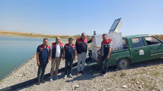 Merzifon’da 2 Gölete 200 Bin Sazan Yavrusu Bırakıldı