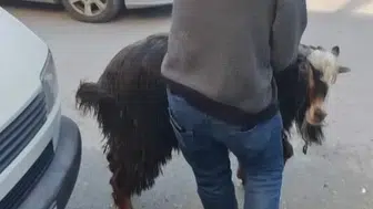 Amasya’da Firari Keçi Panik Ve Kahkaha Dolu Anlar Yaşattı