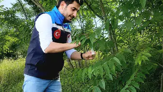 Amasya’da Doğaya Samuray Arıcığı Salındı
