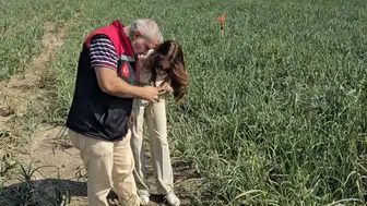 Merzifon’da Soğan Tarlaları Mercek Altında!