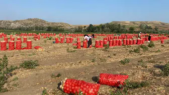 Amasya'da Patates, Soğan ve Cevizde İyi Tarım Denetimi