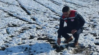 Amasya’da Erkenci Soğan Alarmı