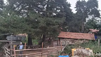 Amasya DSYB’den İl Genelinde Suni Tohumlama Çalışması
