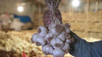 Çorum Üyük Sarımsağı coğrafi işaretle tescillendi