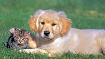 Hayvanı Kurtar, Bedelini Sigorta Ödesin!