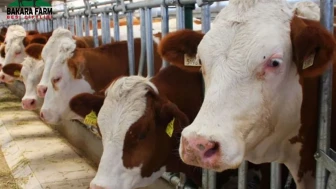 2026 Kurban Hisse Fiyatları Netleşiyor: Kiloya Göre Güncel Liste Açıklandı